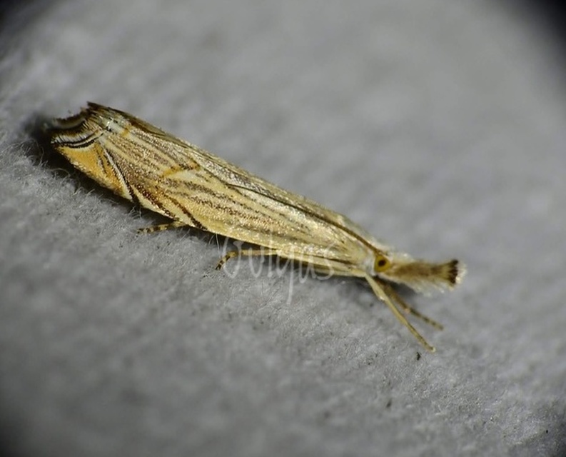 Metacrambus carectellus - homoki fűgyökérmoly
