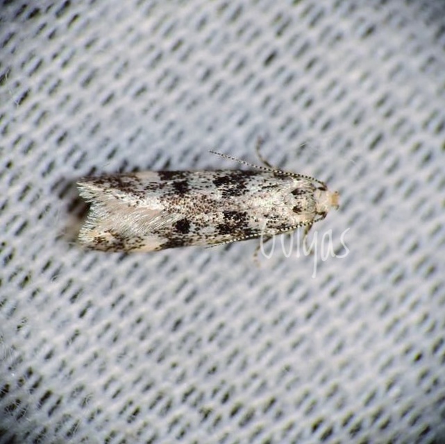 Chionodes electella - fenyőrágó örvösmoly