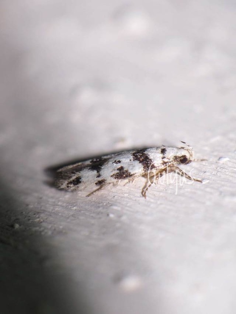 Pseudotelphusa scalella - moharágó sarlósmoly