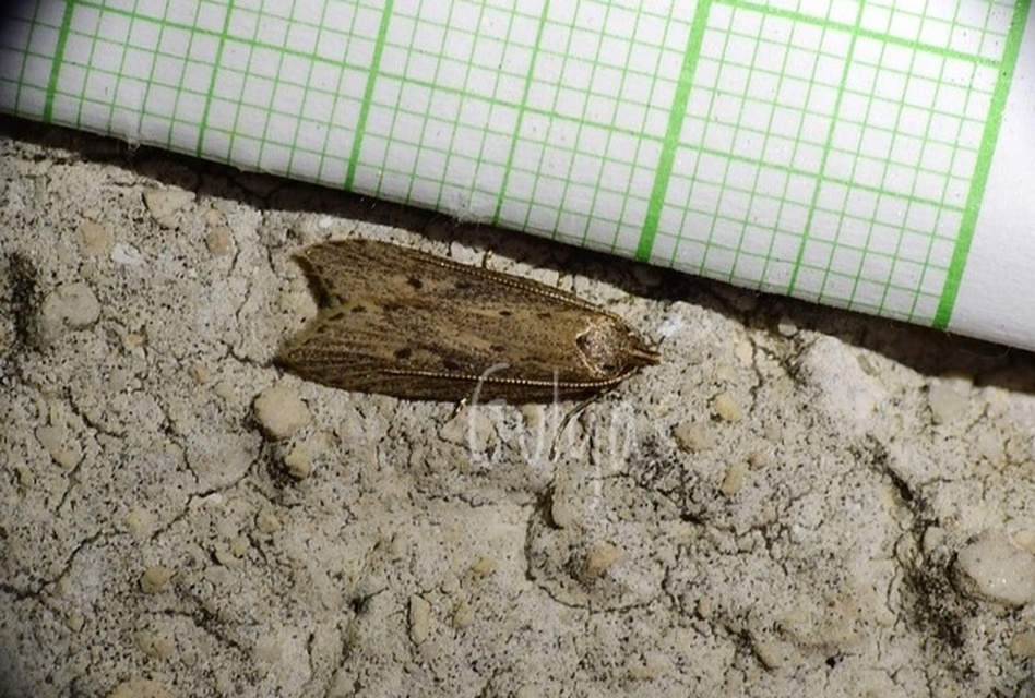 Atremaea lonchoptera - magyar nádmoly