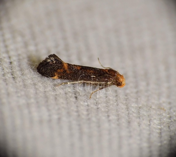 Apodia bifractella - peremizsmag-sarlósmoly