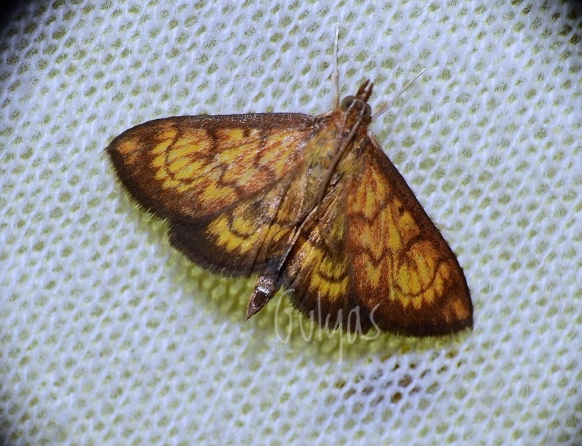 Ecpyrrhorrhoe rubiginalis - rozsdavörös tűzmoly