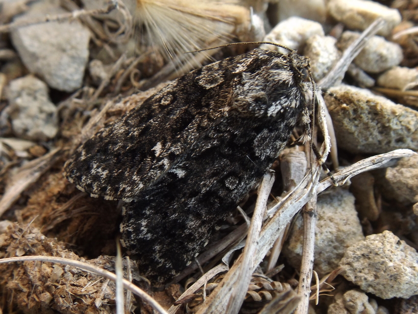 Acronicta rumicis - sóska-szigonyosbagoly