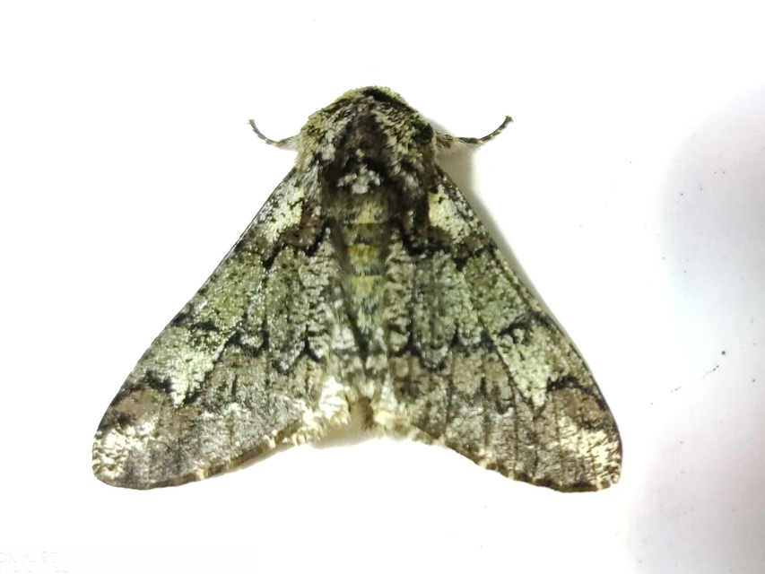 Biston strataria - barnapettyes araszoló