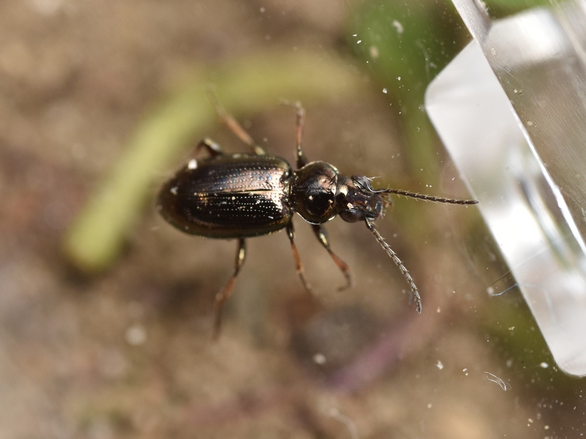 Bembidion properans - parlagi gyorsfutó