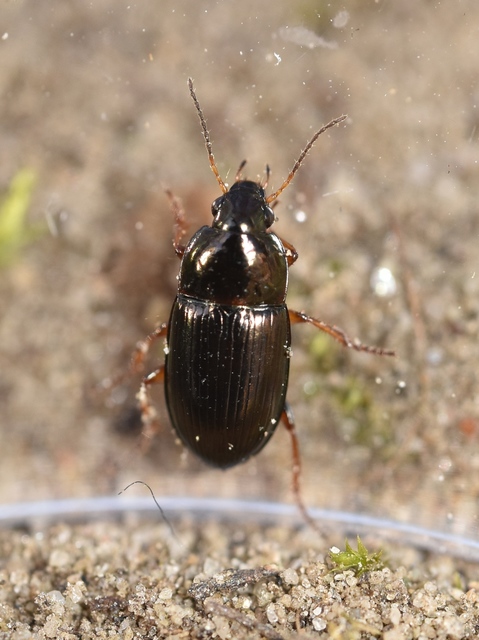 Amara anthobia - réti közfutó Amara anthobia - réti közfutó