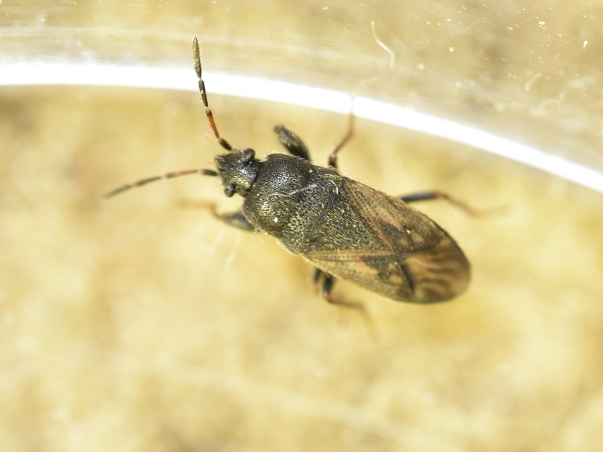 Megalonotus sabulicola