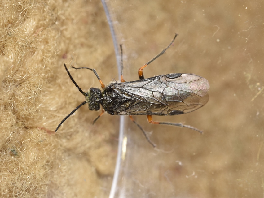 Tenthredinidae - valódi levéldarazsak