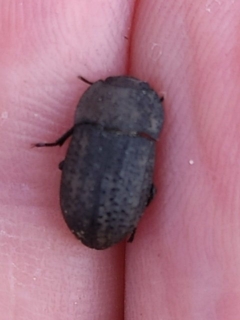 Opatrum sabulosum - sároshátú gyászbogár
