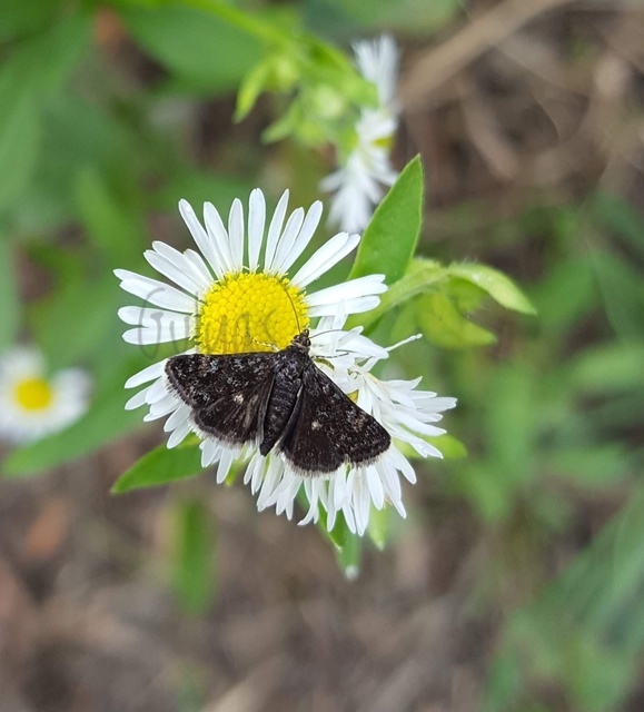 Heliothela wulfeniana - fényes kormosmoly