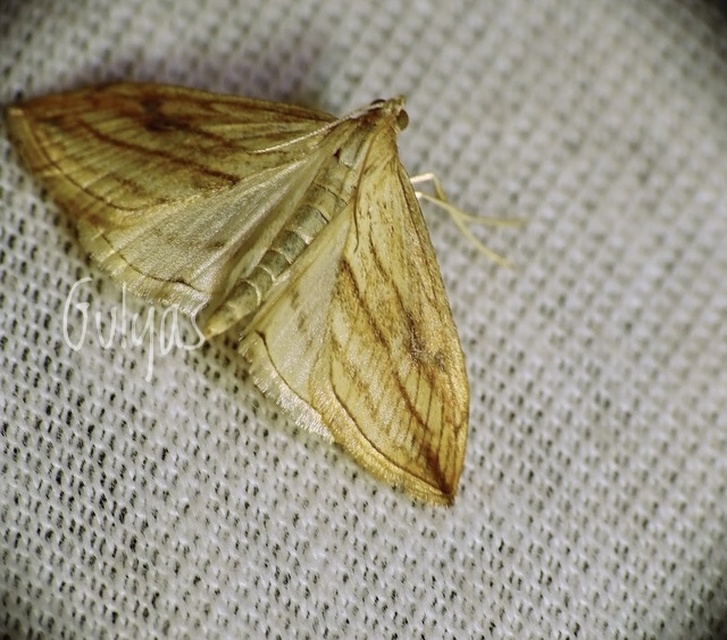 Evergestis forficalis - veteménymoly