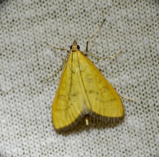 Mecyna flavalis - csalánszövő tűzmoly