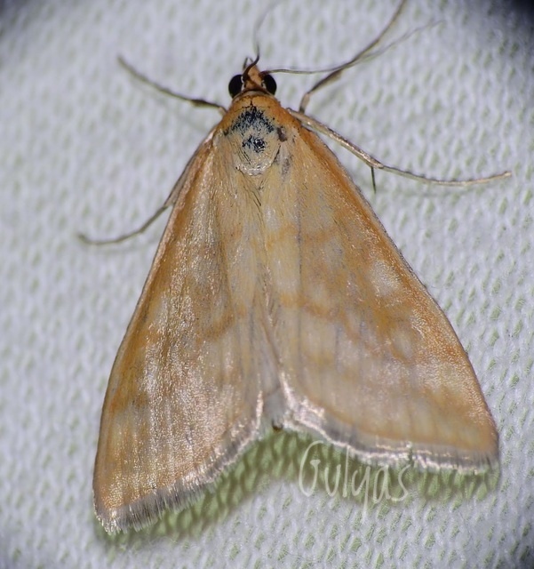 Sitochroa verticalis - világossárga dudvamoly