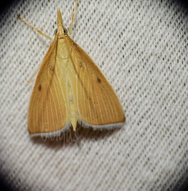 Sclerocona acutellus - hegyesszárnyú tűzmoly