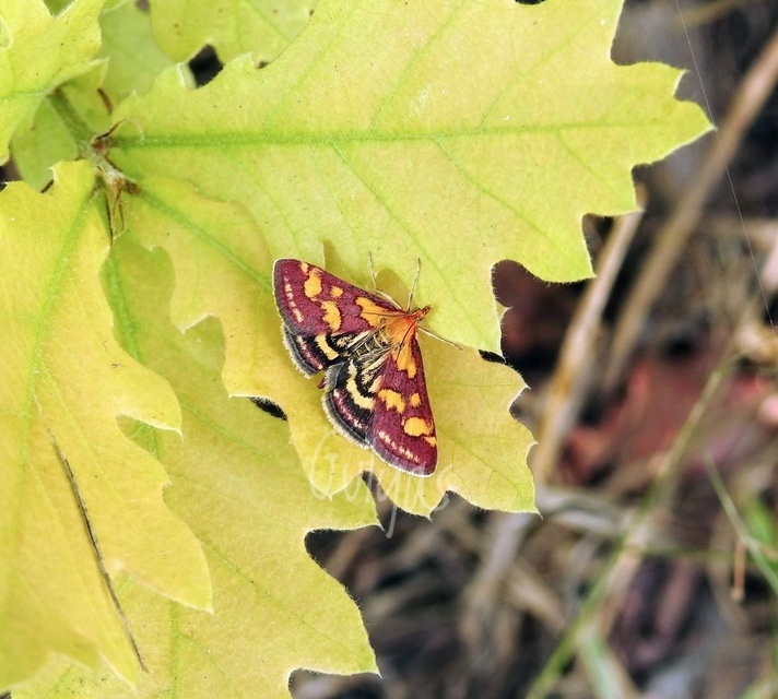 Pyrausta purpuralis - közönséges bíbormoly
