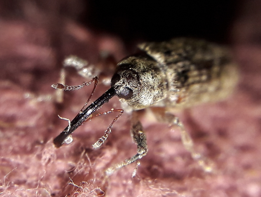 Dorytomus schoenherri - sertegalléros hangormányos