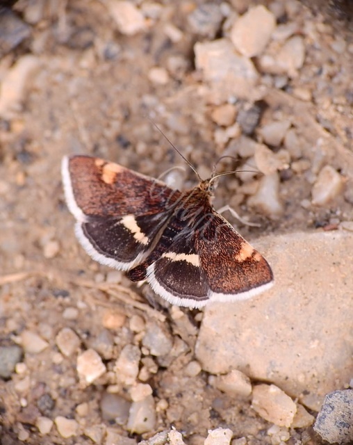 Pyrausta obfuscata - félholdas kormosmoly