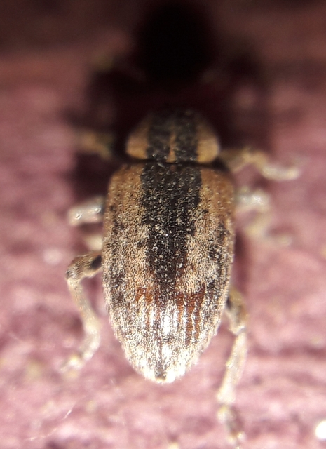 Hypera postica - lucerna-pikkelyesormányos