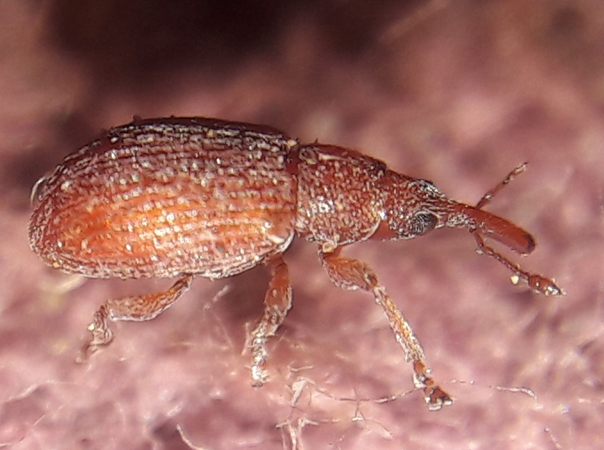 Apion rubiginosum - sóskaszár-cickányormányos