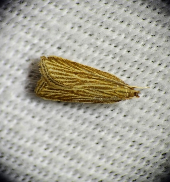 Helcystogramma albinervis - fehérerű lápimoly