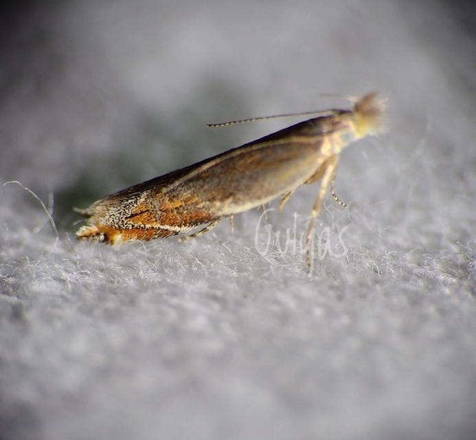 Sophronia sicariellus - ürömfonó sarlósmoly