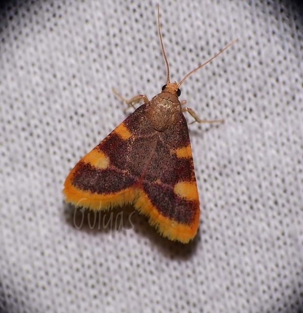 Hypsopygia costalis - szénailonca