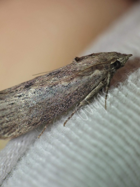 Galleria mellonella - nagy viaszmoly