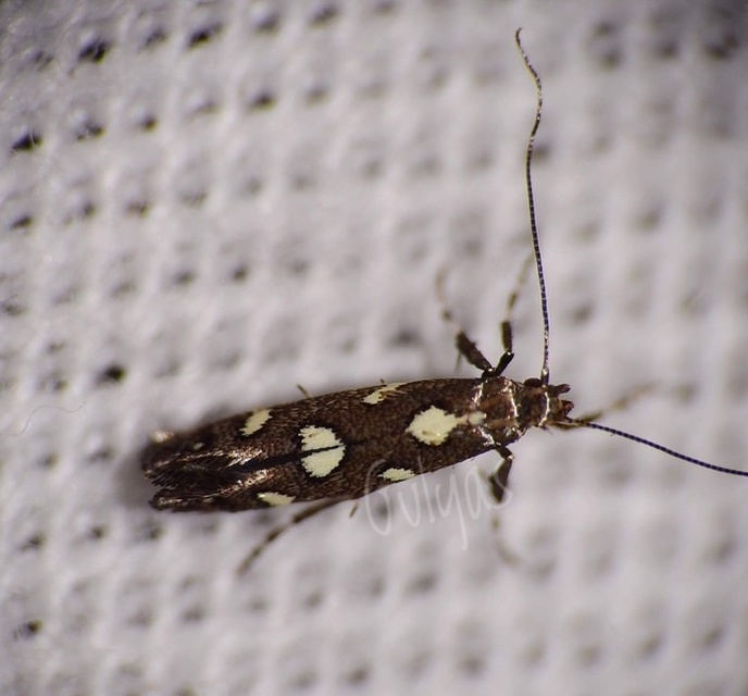 Calybites phasianipennella - lóromaknázó keskenymoly