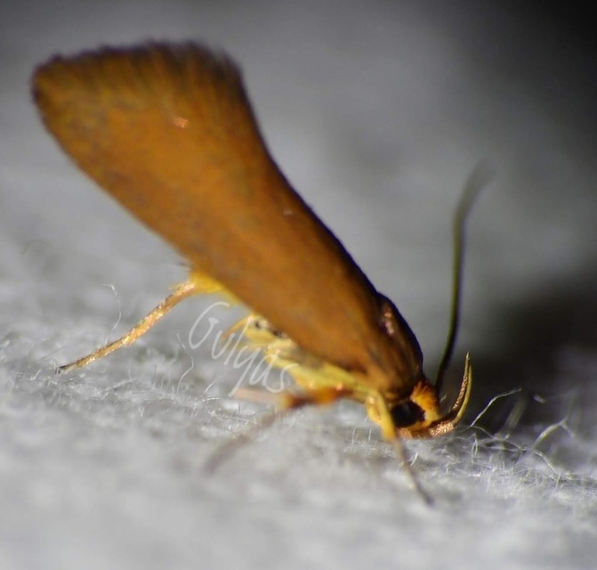 Crassa unitella - aranybarna díszmoly