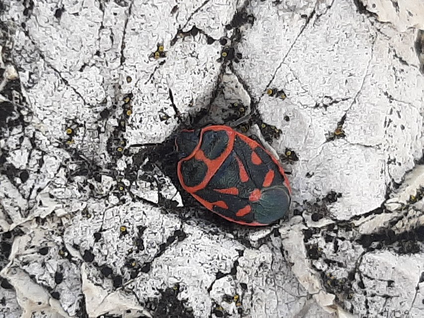 Eurydema fieberi - keresztespoloska Eurydema fieberi - keresztespoloska