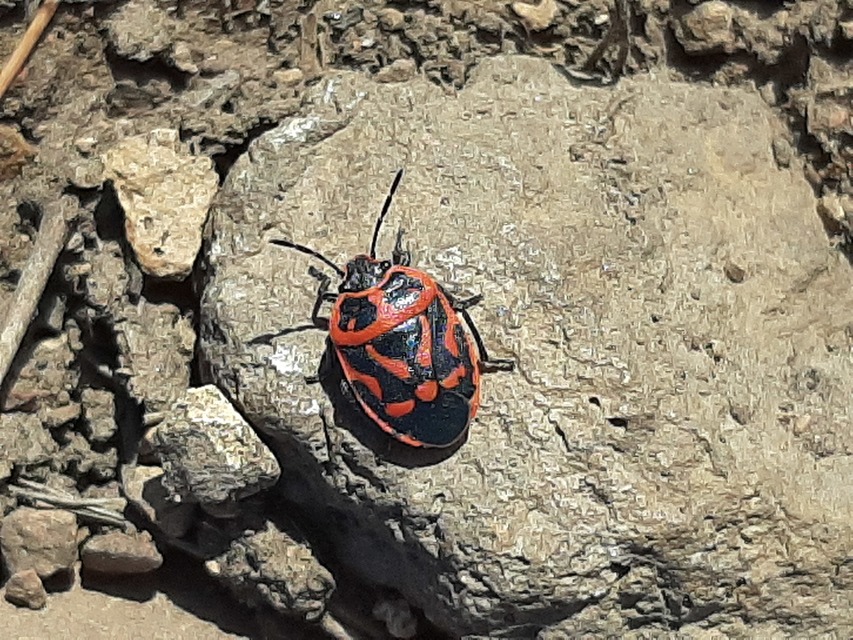 Eurydema fieberi - keresztespoloska Eurydema fieberi - keresztespoloska