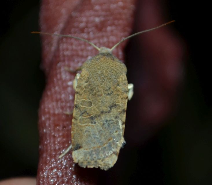 Conistra veronicae - veronika-őszibagoly