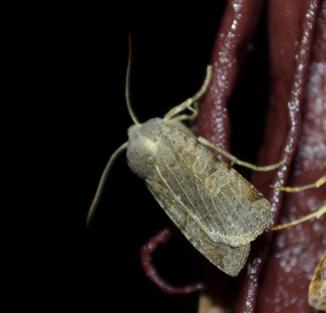 Conistra rubiginosa - szürke télibagoly