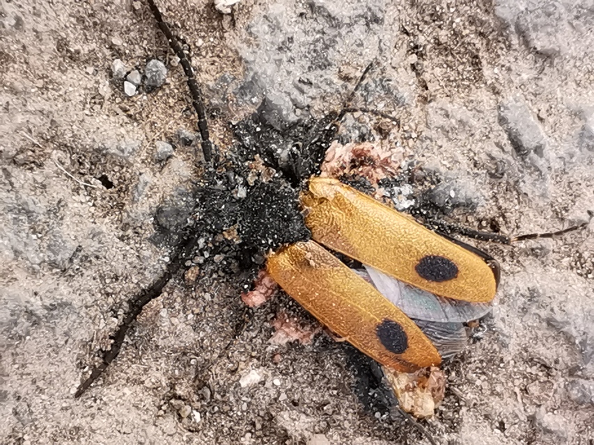 Apalus bimaculatus - kétfoltos élősdibogár