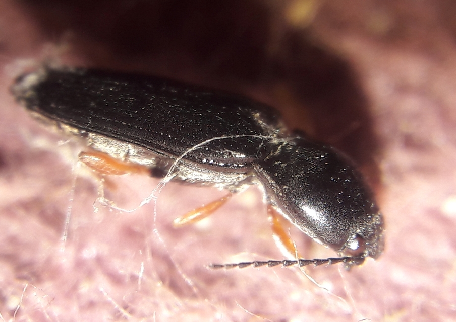 Cardiophorus erichsoni - sötét szívespattanó