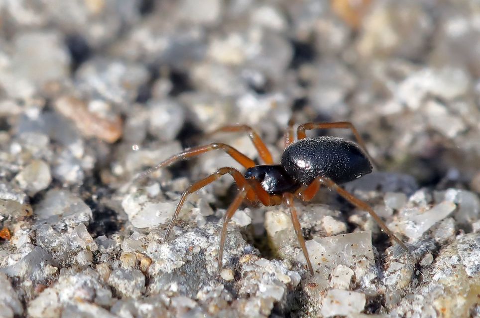 Linyphiidae - vitorláspókok