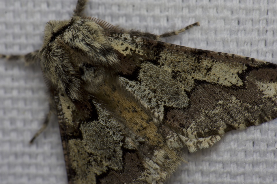 Biston strataria - barnapettyes araszoló