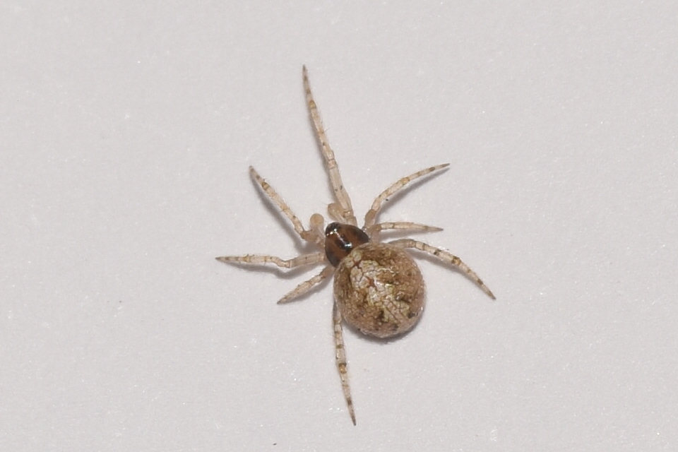 Theridion melanurum - fűrészes törpepók
