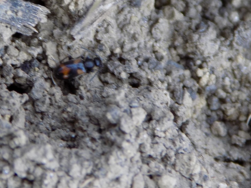Anthicus antherinus - közönséges fürgebogár