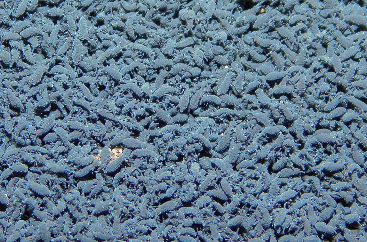 Hypogastrura