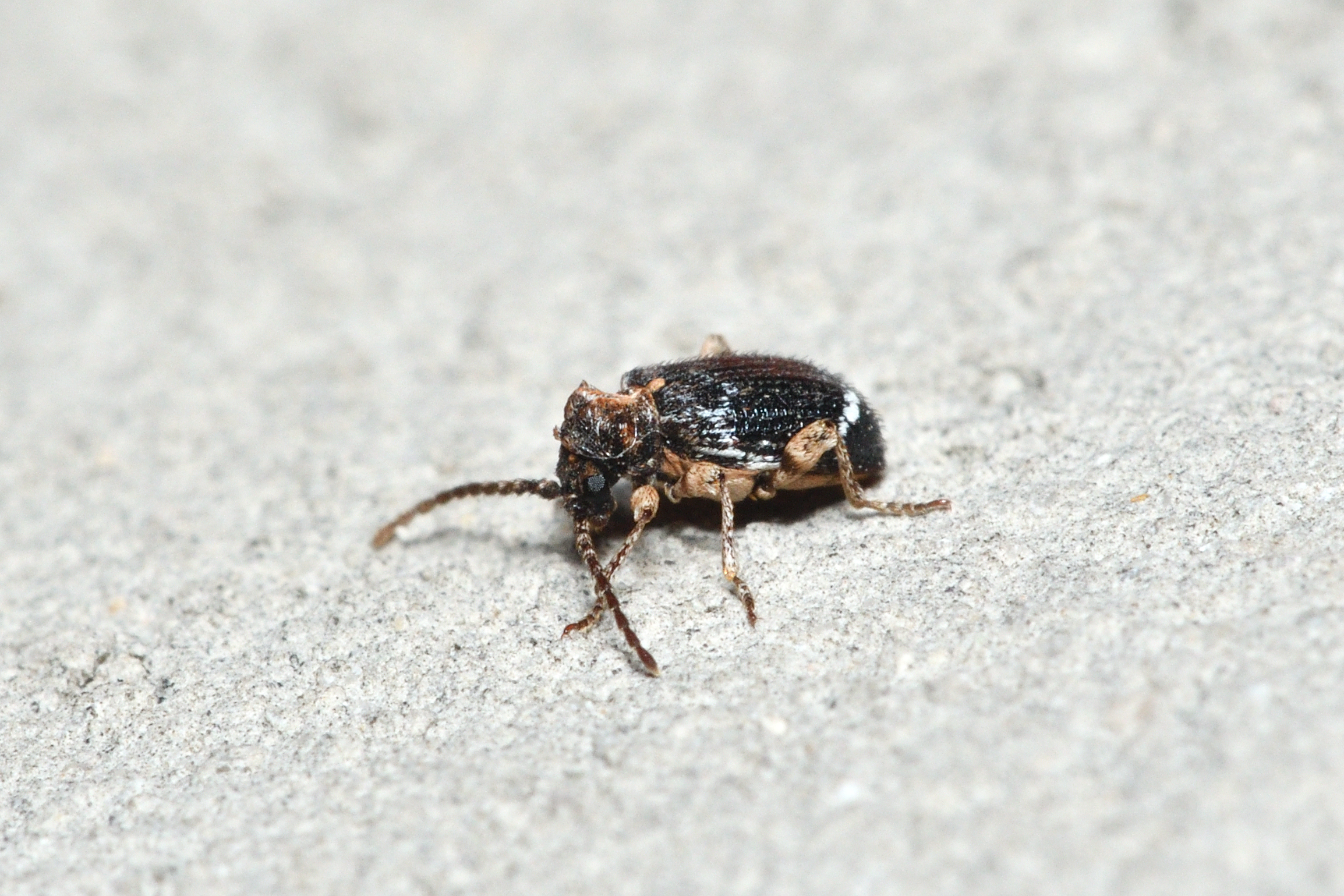 Ptinus variegatus