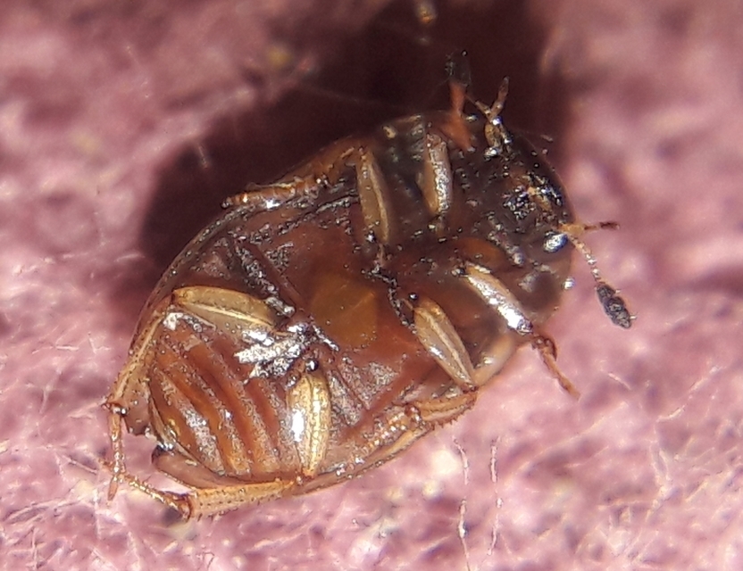 Cercyon laminatus - jövevény iszapcsiborka Cercyon laminatus - jövevény iszapcsiborka