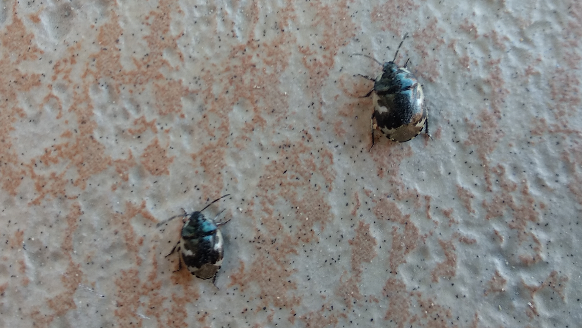 Tritomegas bicolor - foltos földipoloska