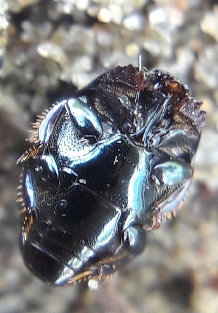 Hypocaccus metallicus - fekete trágyasutabogár