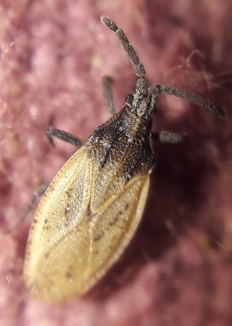 Catoplatus nigriceps