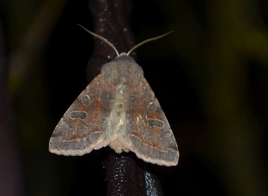 Orthosia incerta - változékony barkabagoly