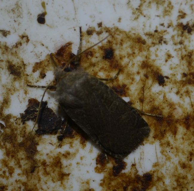 Conistra rubiginosa - szürke télibagoly