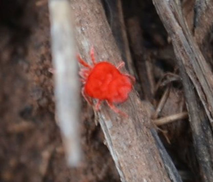 Trombidium