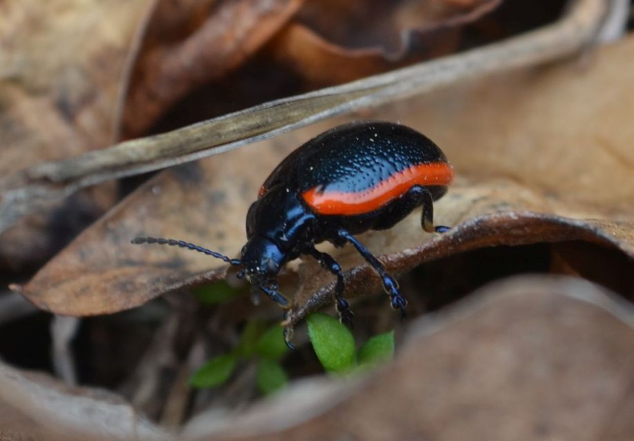 Chrysolina rossia - trapézhátú szegélyeslevelész