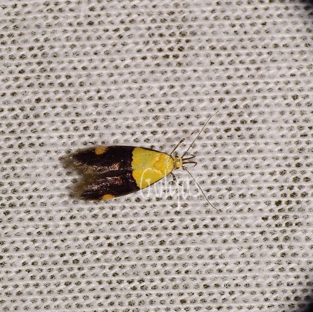 Oecophora bractella - kis díszmoly